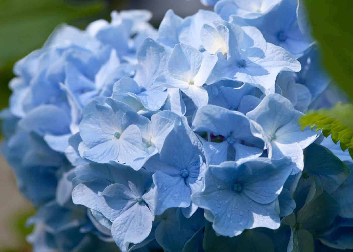 Blue endless summer hydrangea flower