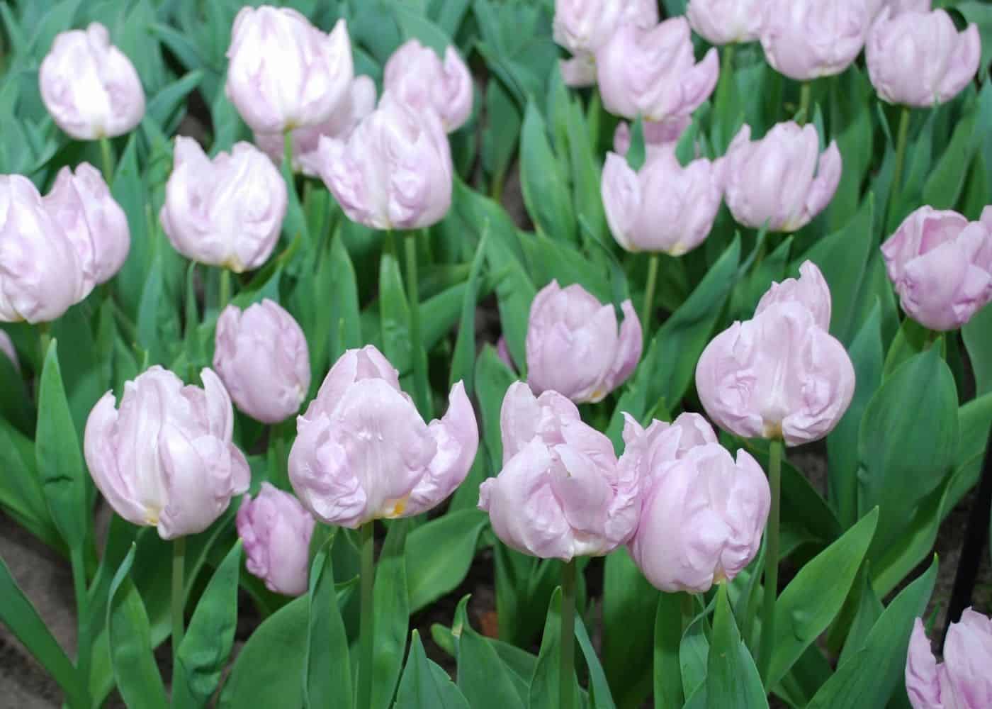 Candy prince tulips