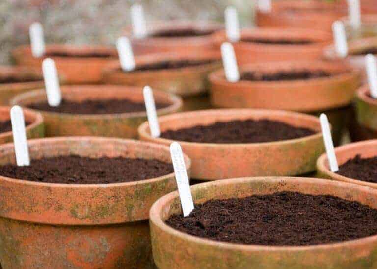 How to plant tulip bulbs in pots 🌷 🌿 Elevate your container gardening game