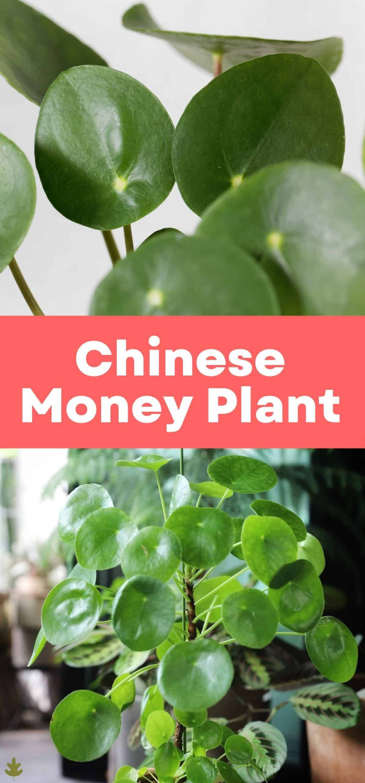 Chinese Money Plant via @home4theharvest