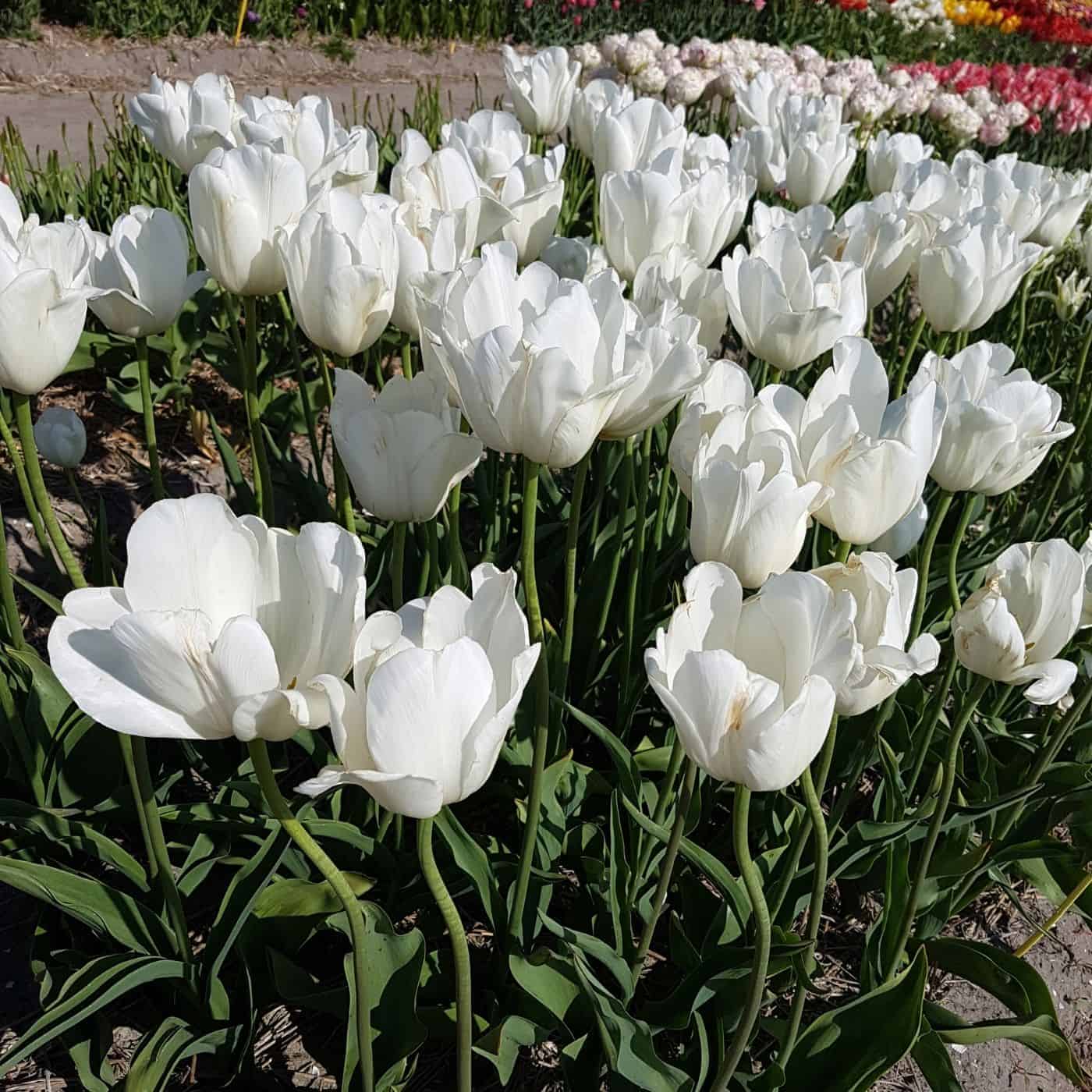 Clearwater white tulips