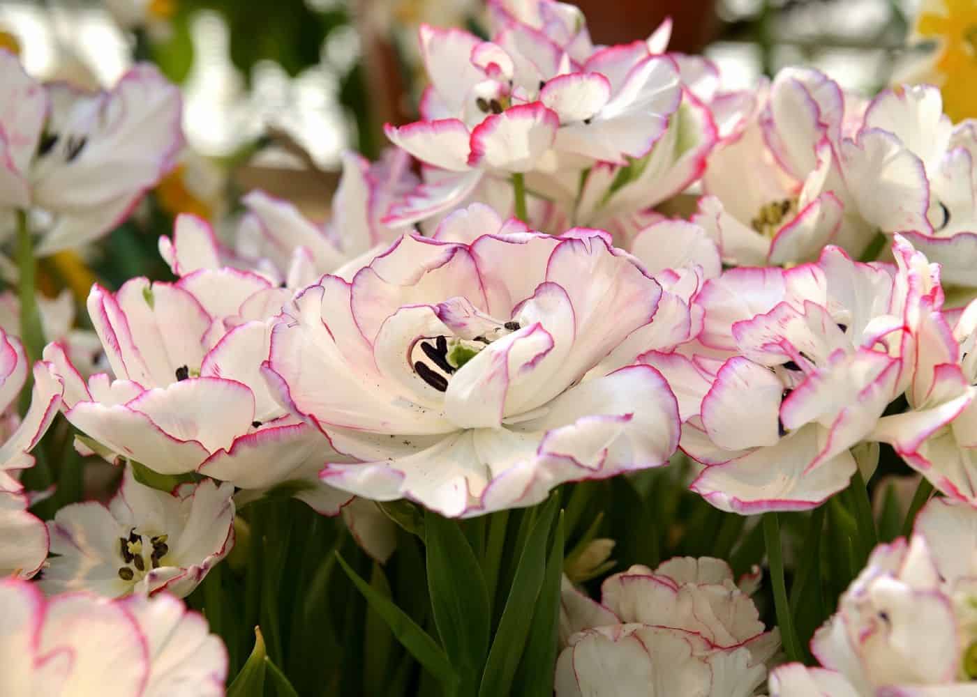 Danceline white tulips