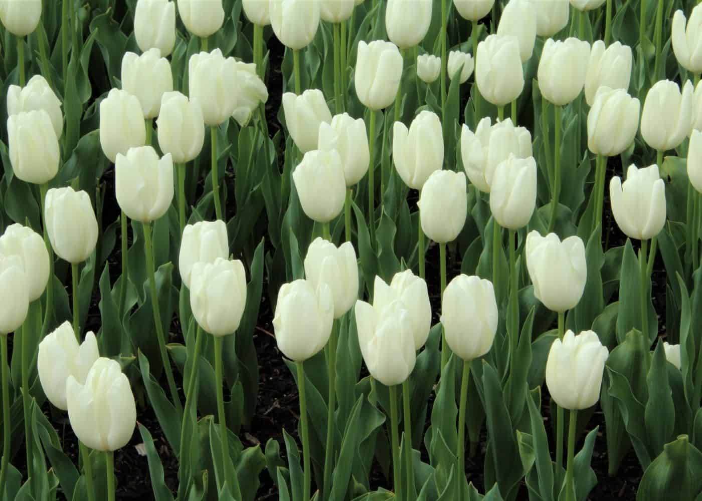 Hakuun white tulips