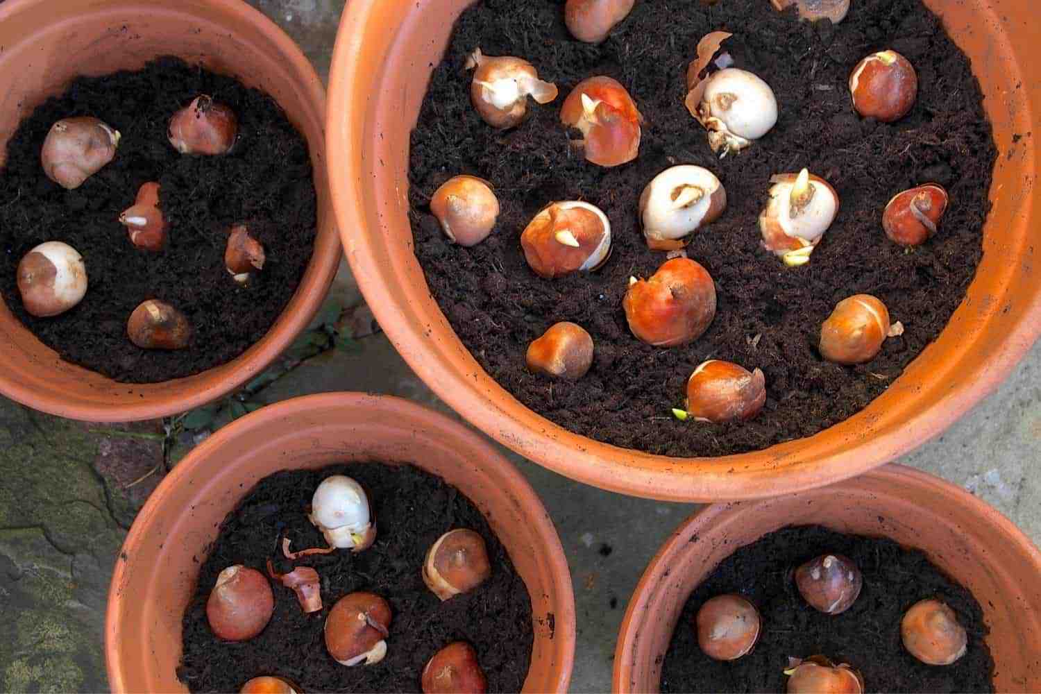 How to plant tulip bulbs in pots