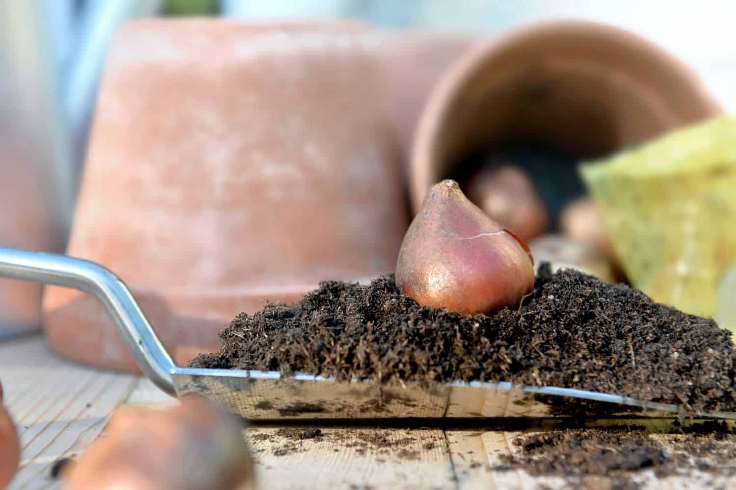 How To Plant Tulip Bulbs In Pots