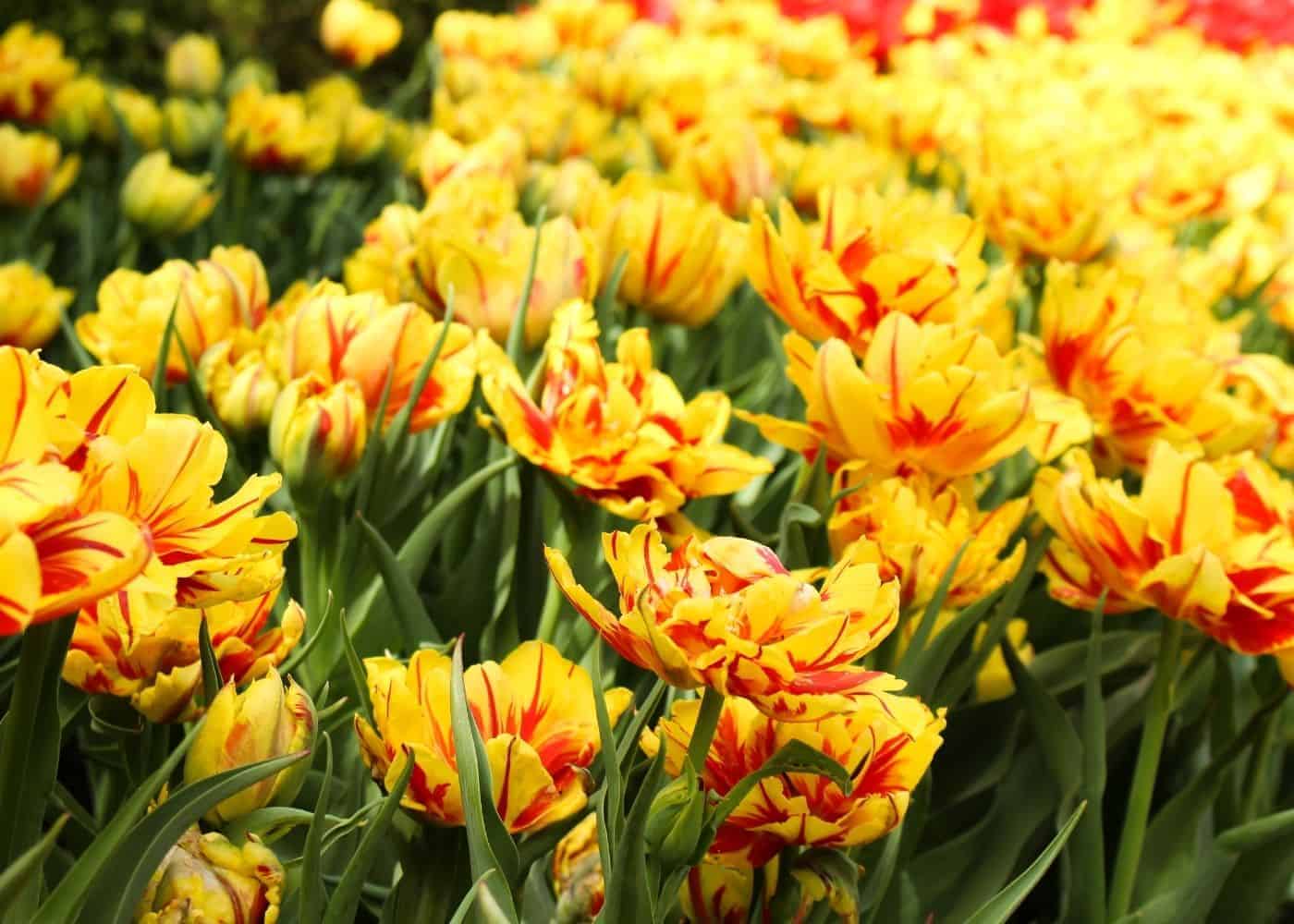 Monsella tulips - yellow tulips with red stripes