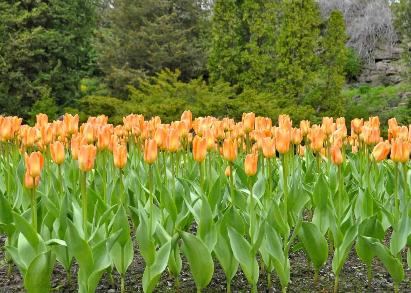 Orange emperor tulips