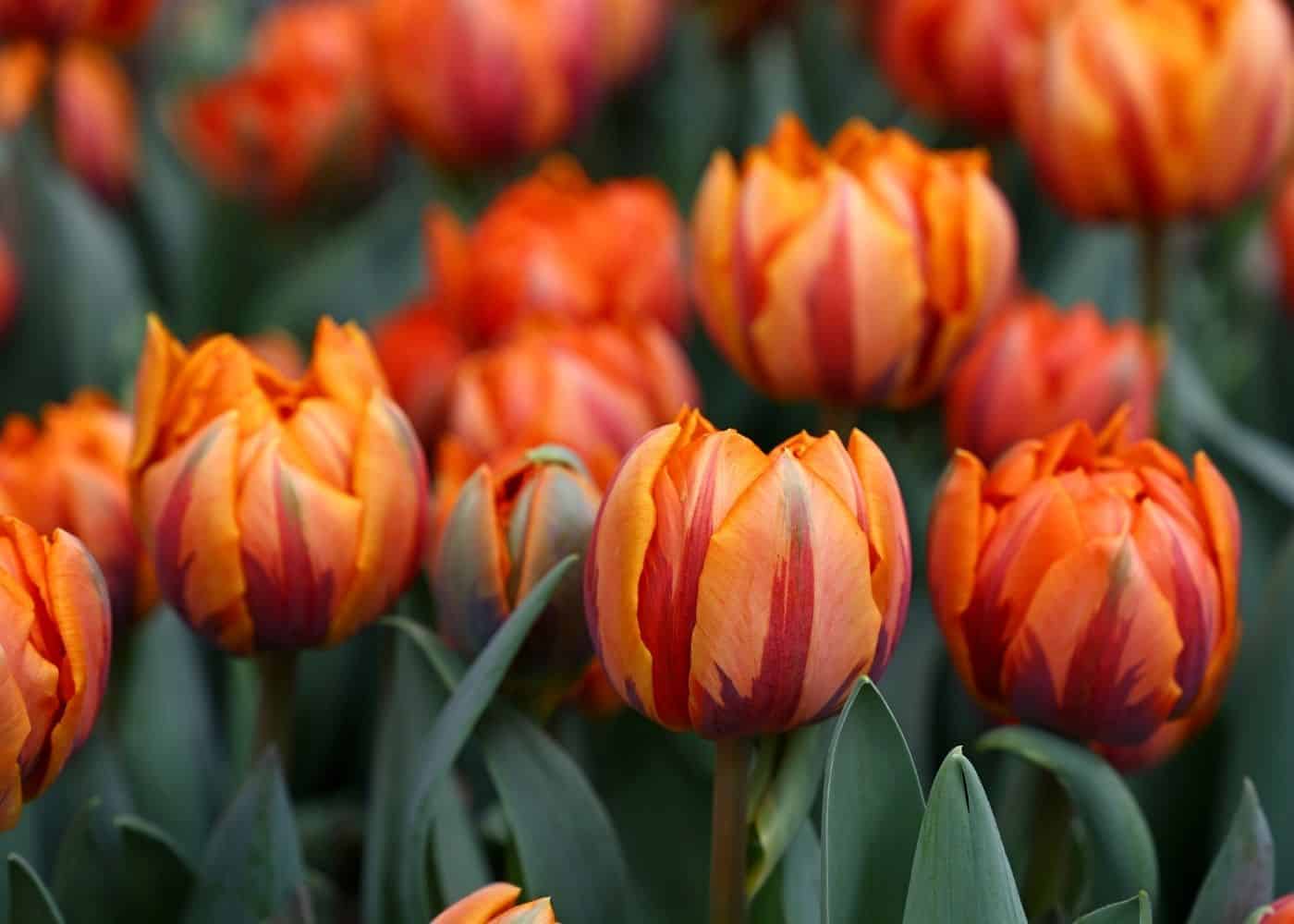 Orange princess tulips