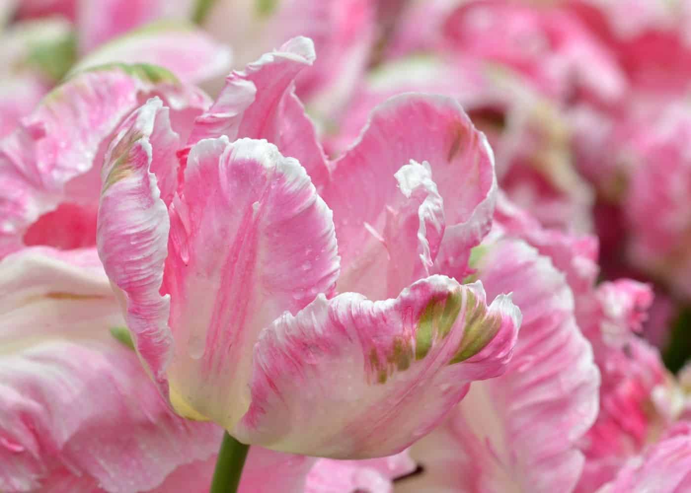 Parrot tulips 💐 🌈 Unlock the secrets to these vibrant blooms!