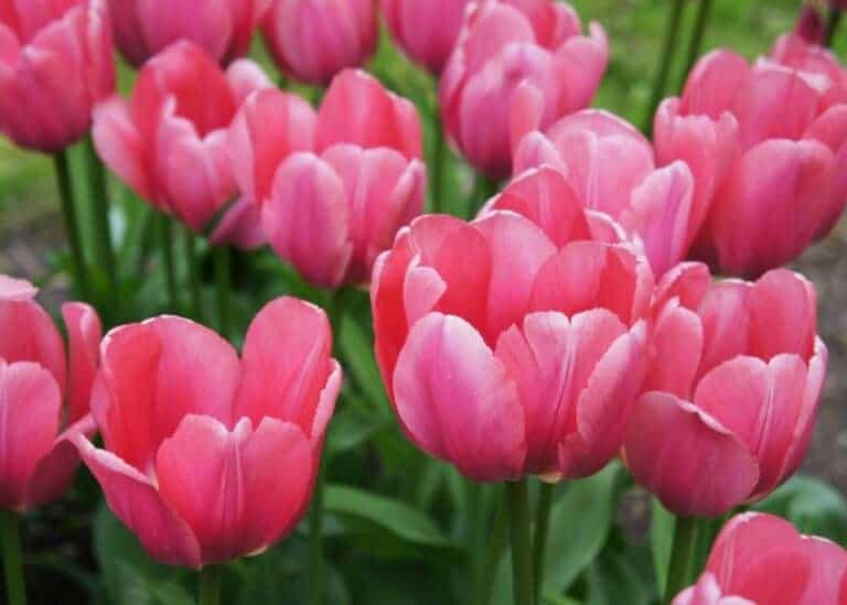 Pink impression tulips