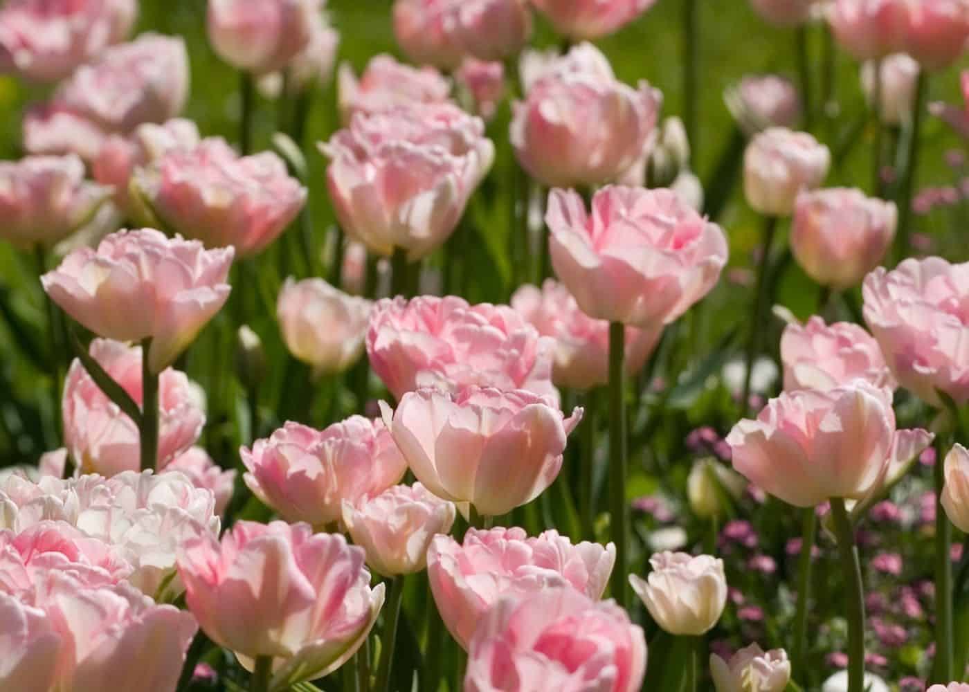 Pink tulips - angelique variety