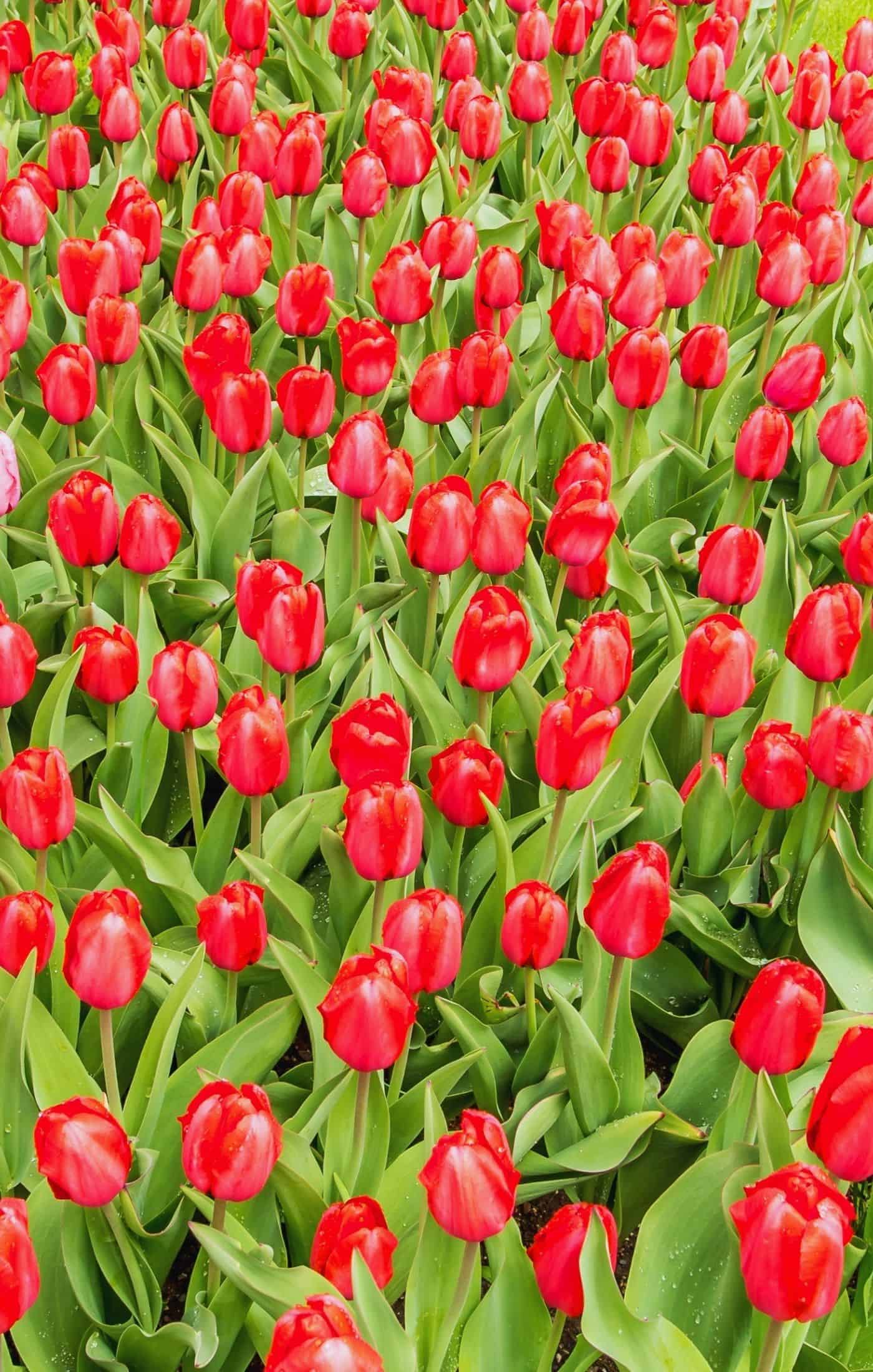 Red impression tulips