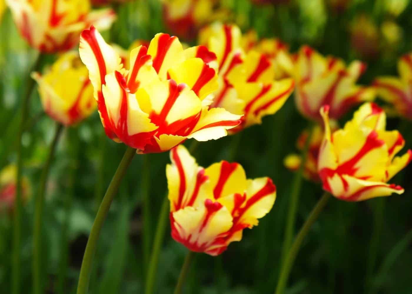 Texas flame tulips - yellow tulips with red stripes