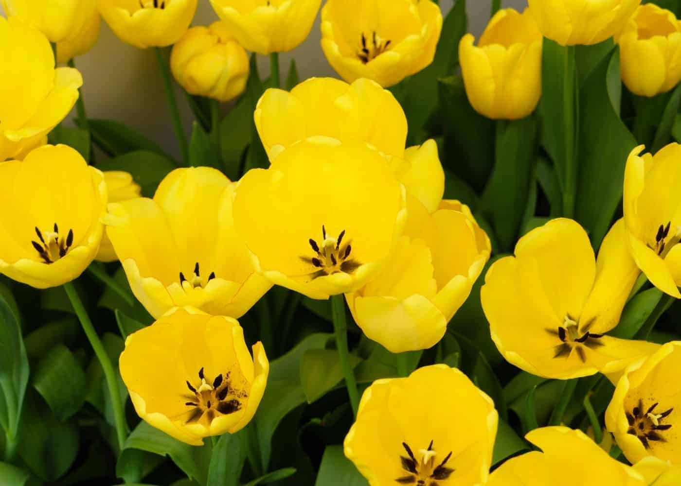 The golden parade tulip - yellow tulip variety