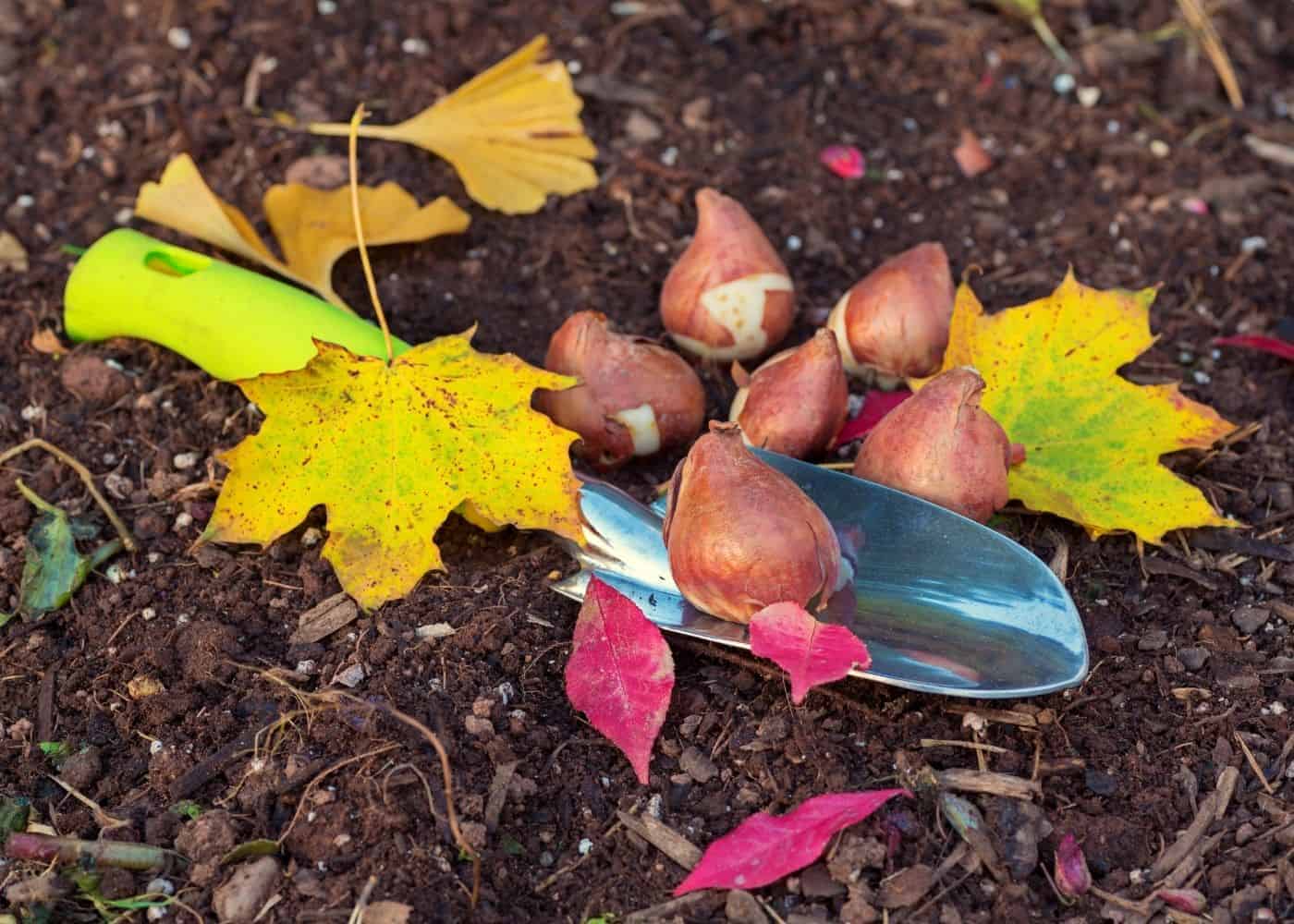 Tulip bulbs are planted in fall