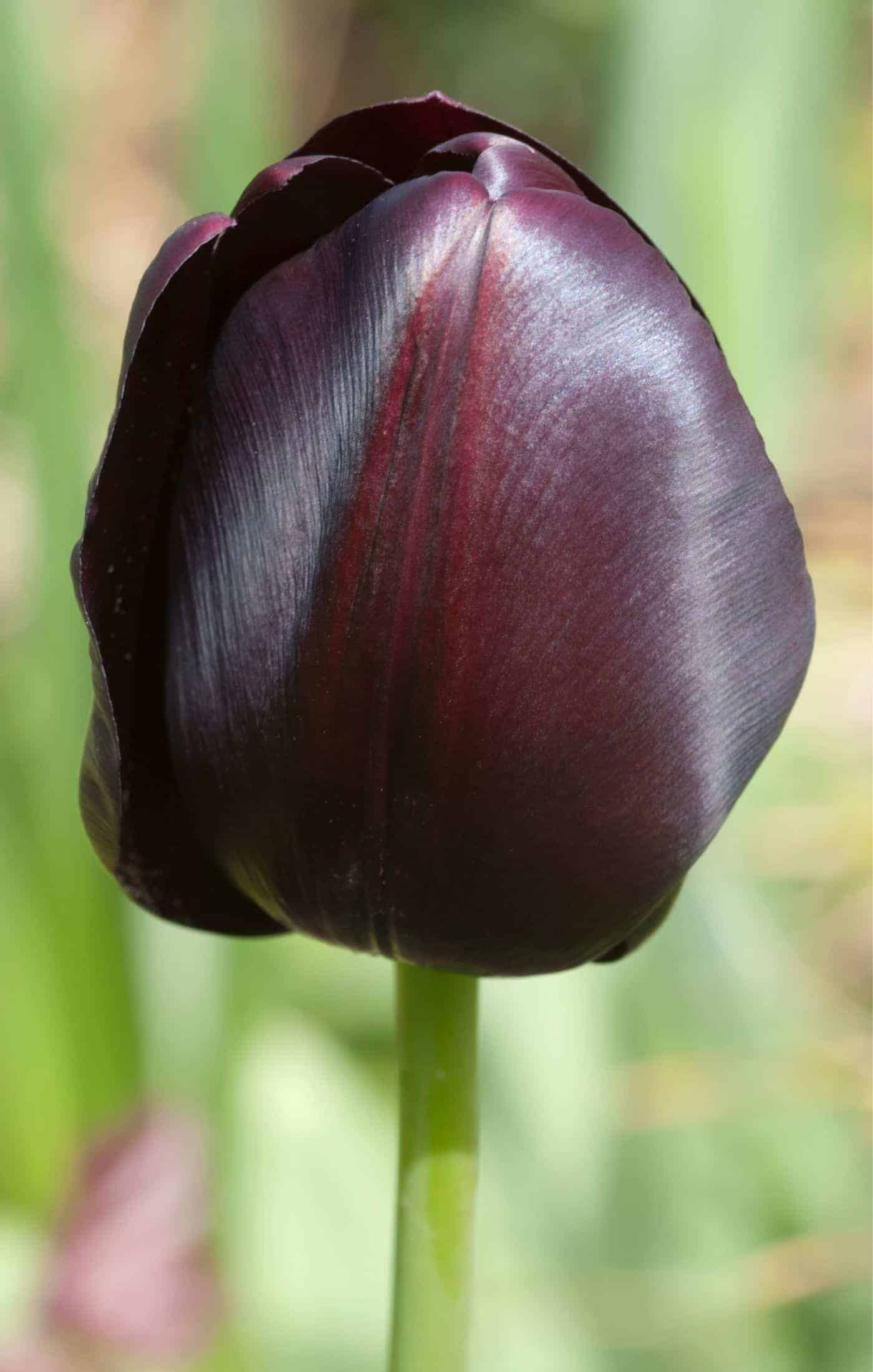 Tulip varieties - black hero tulip