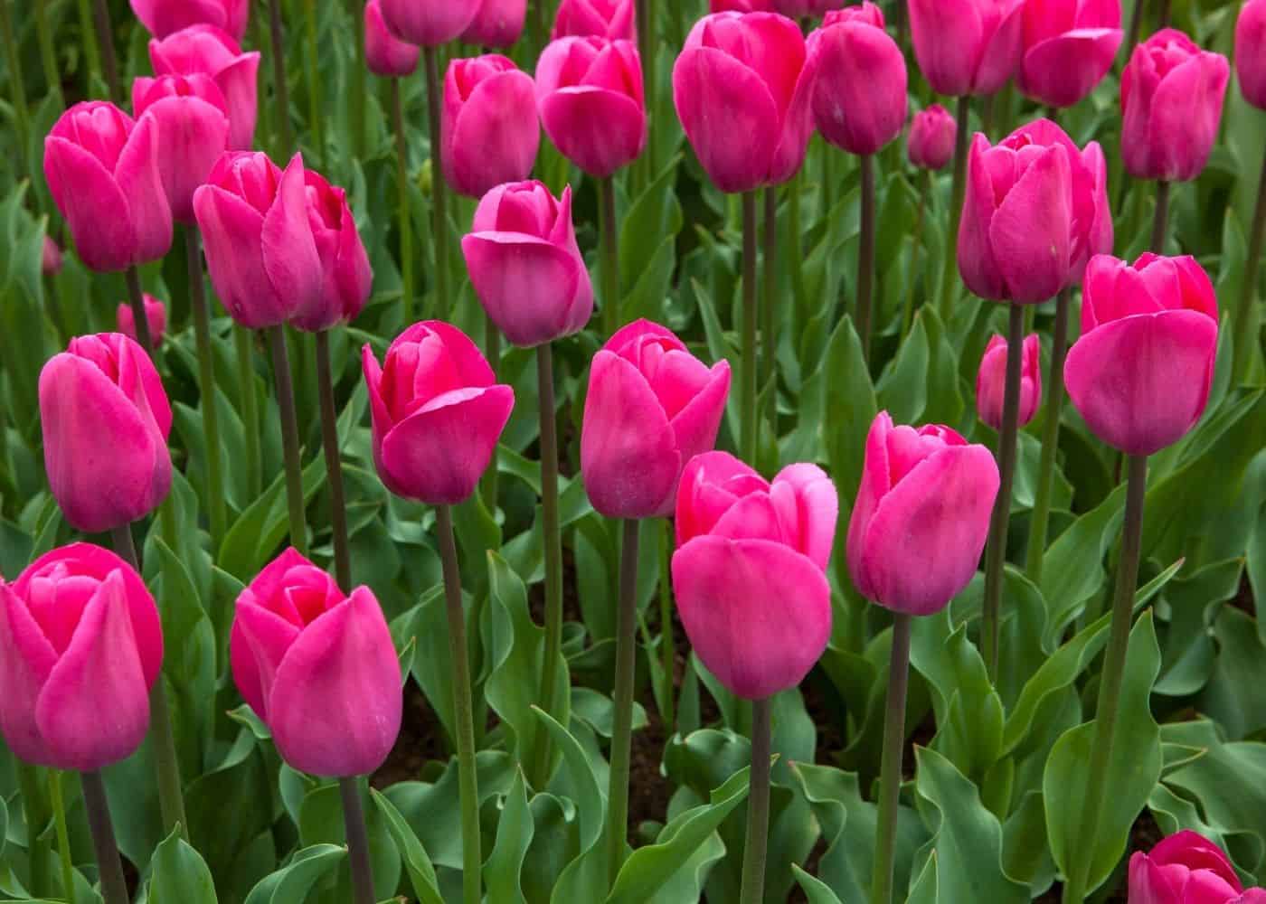 Types of tulips - barcelona