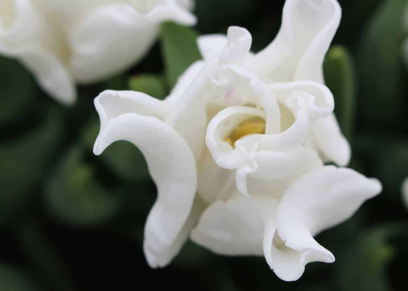 Types of tulips - coronet - white liberstar