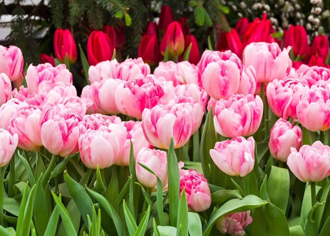 Types of tulips - foxtrot