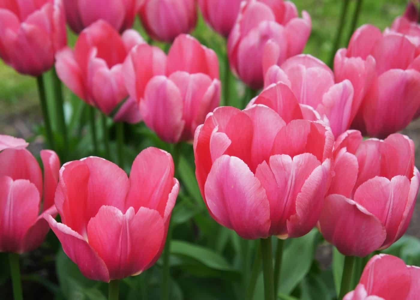 Types of tulips - pink impression