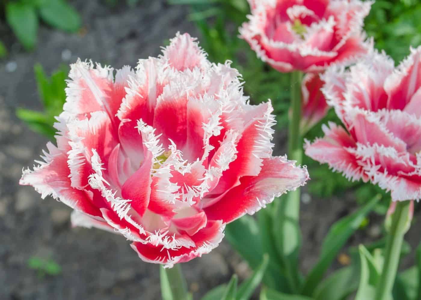 Types of tulips - queensland fringed