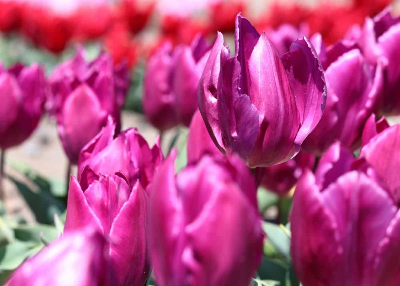 Types of tulips - single early - purple prince