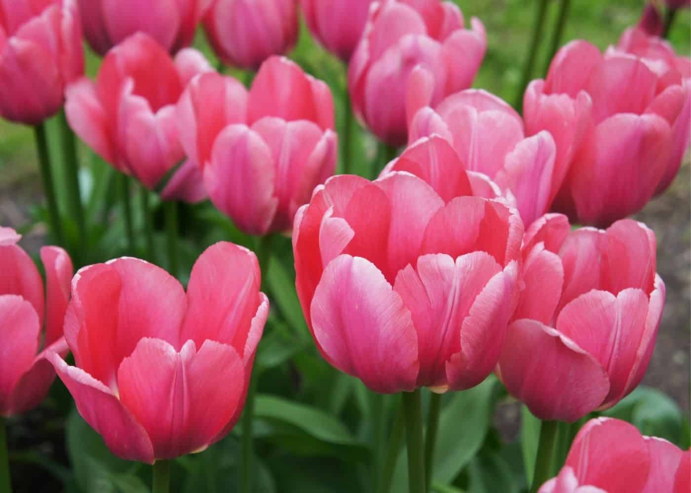 Varieties of tulips - pink impression