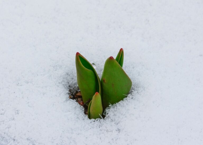 Bulb fertilizer essentials 💡 🌱 Unlock the full potential of your flowering bulbs!