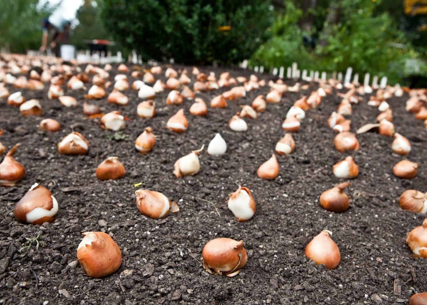 When to plant tulip bulbs - fall planted flower bulbs