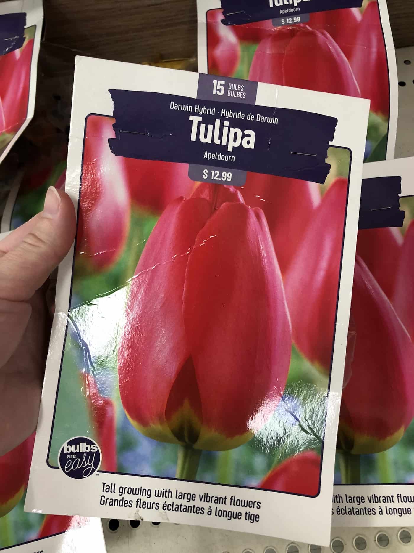 Apeldoorn darwin hybrid tulips