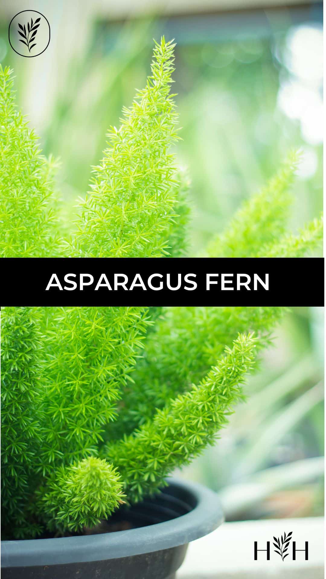 Asparagus fern via @home4theharvest