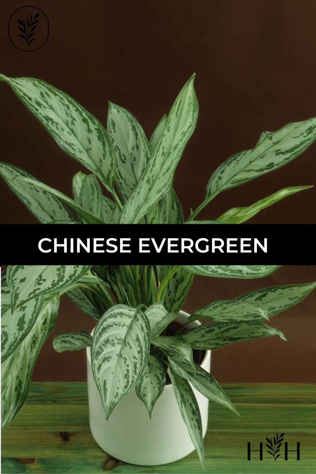 Chinese evergreen via @home4theharvest