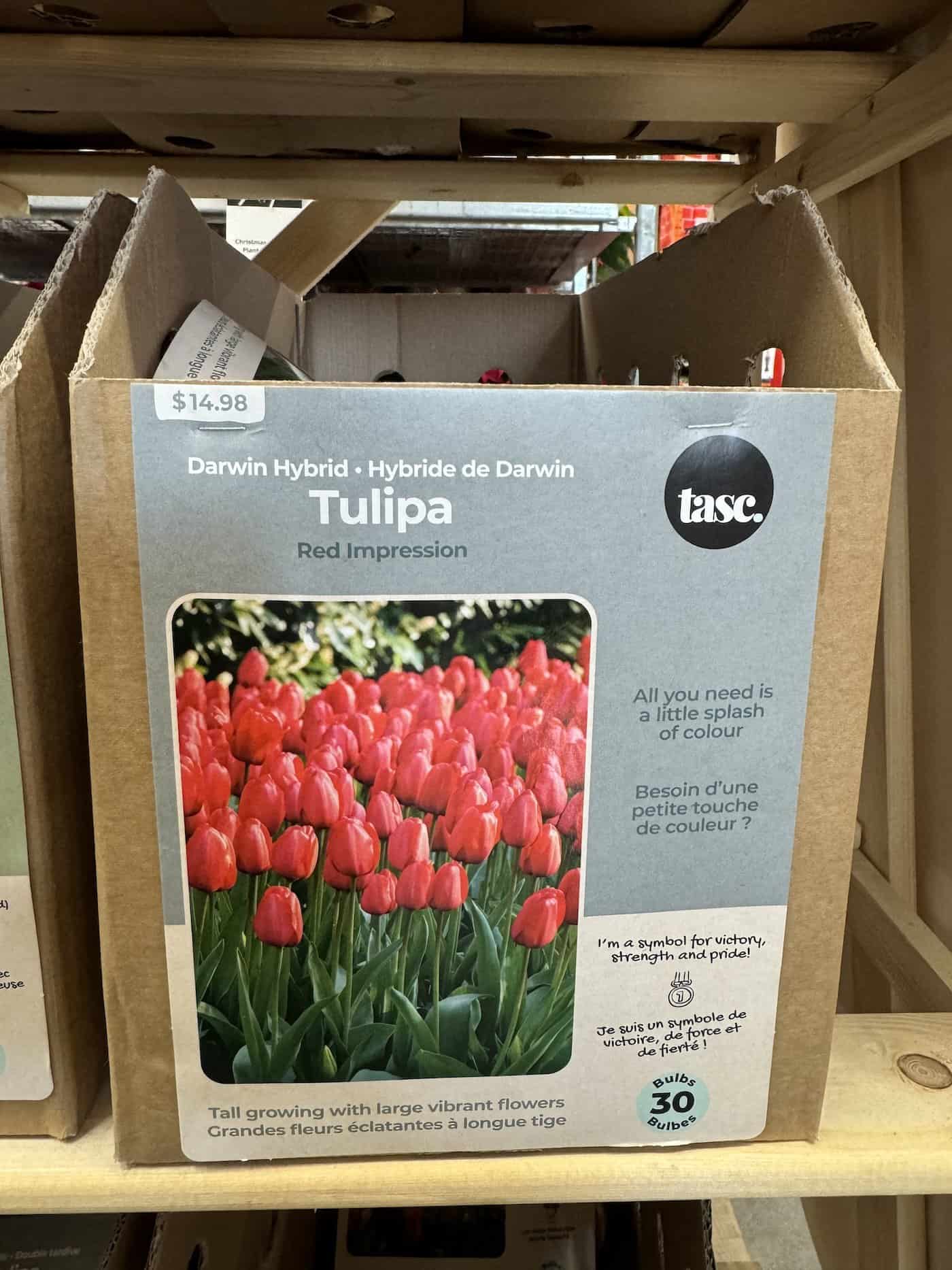 Darwin hybrid tulips for sale in the fall at home depot