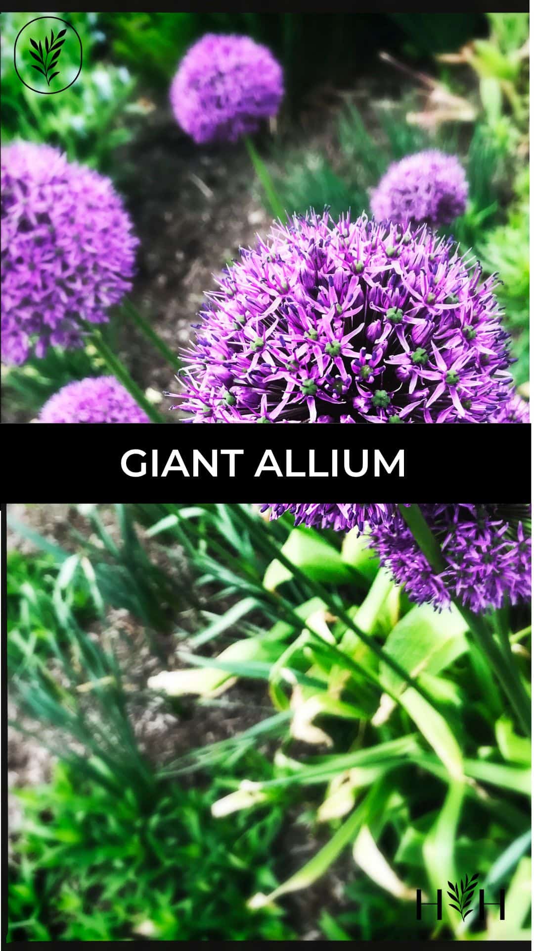 Giant allium via @home4theharvest