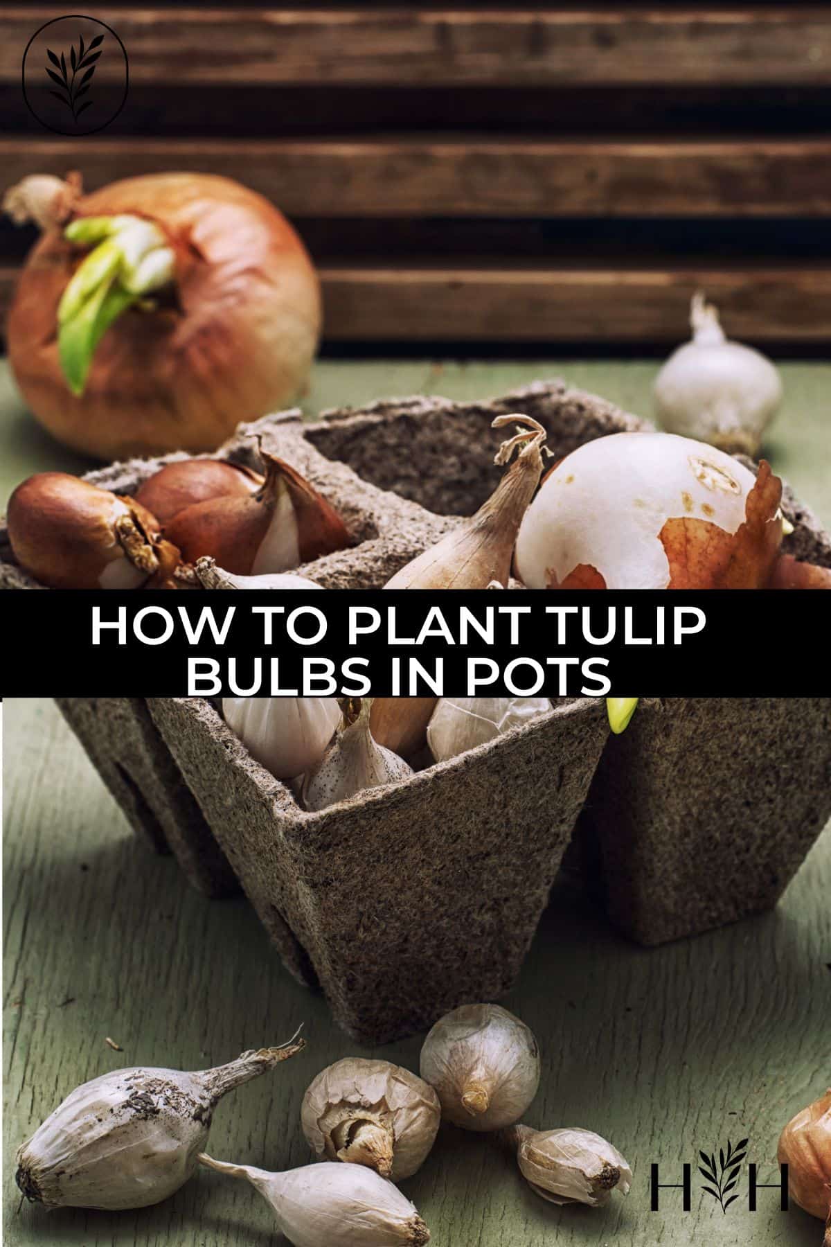 How to plant tulip bulbs in pots via @home4theharvest