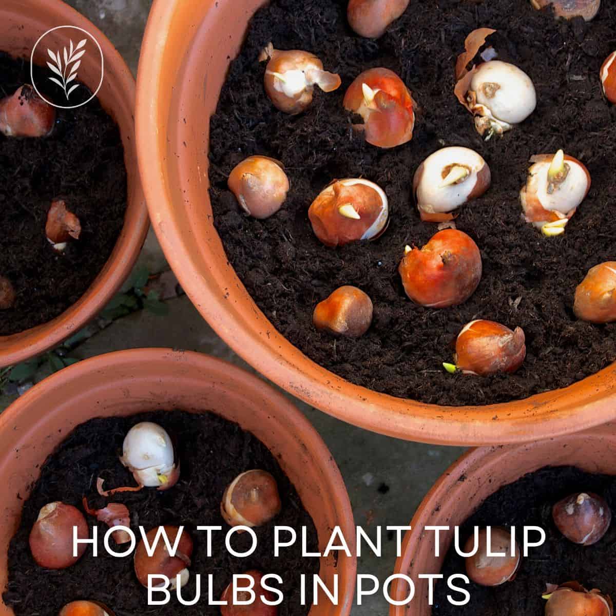How to plant tulip bulbs in pots via @home4theharvest