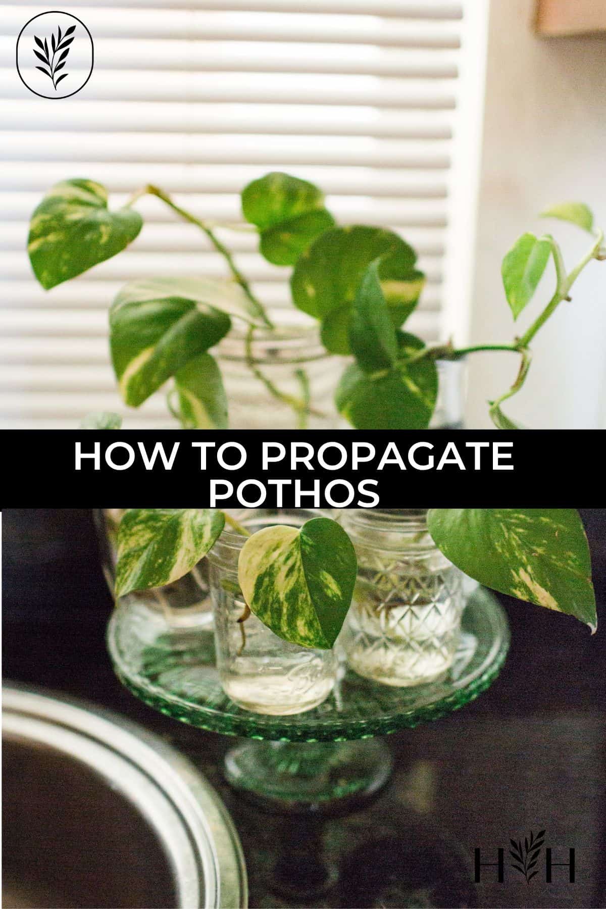 How to propagate pothos via @home4theharvest