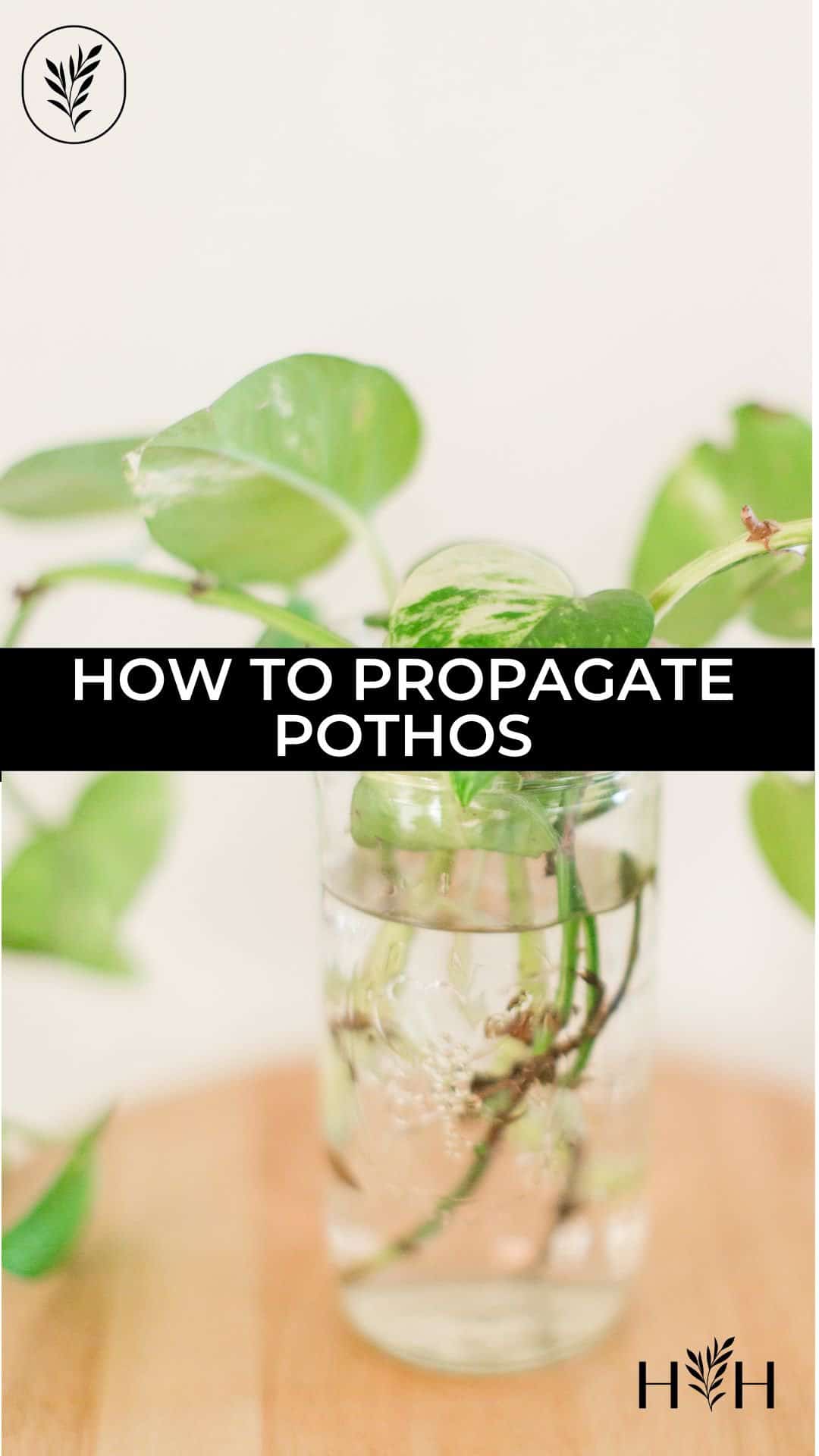 How to propagate pothos via @home4theharvest