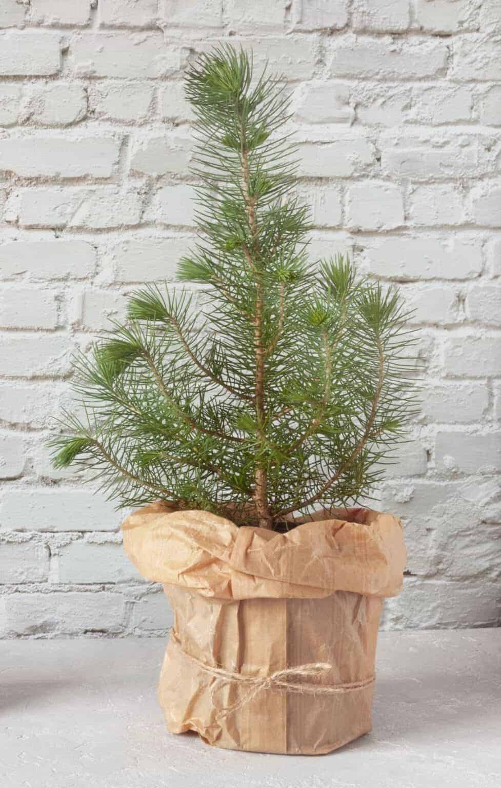 Mini Christmas tree magic 🎄 Bring festive cheer to any small space!
