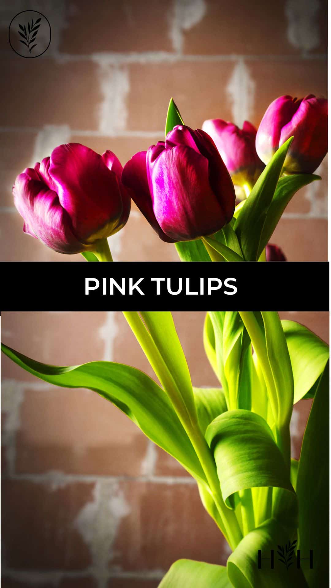 Pink tulips via @home4theharvest