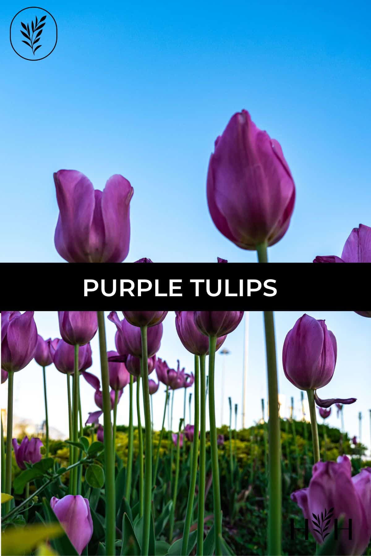 Purple tulips via @home4theharvest