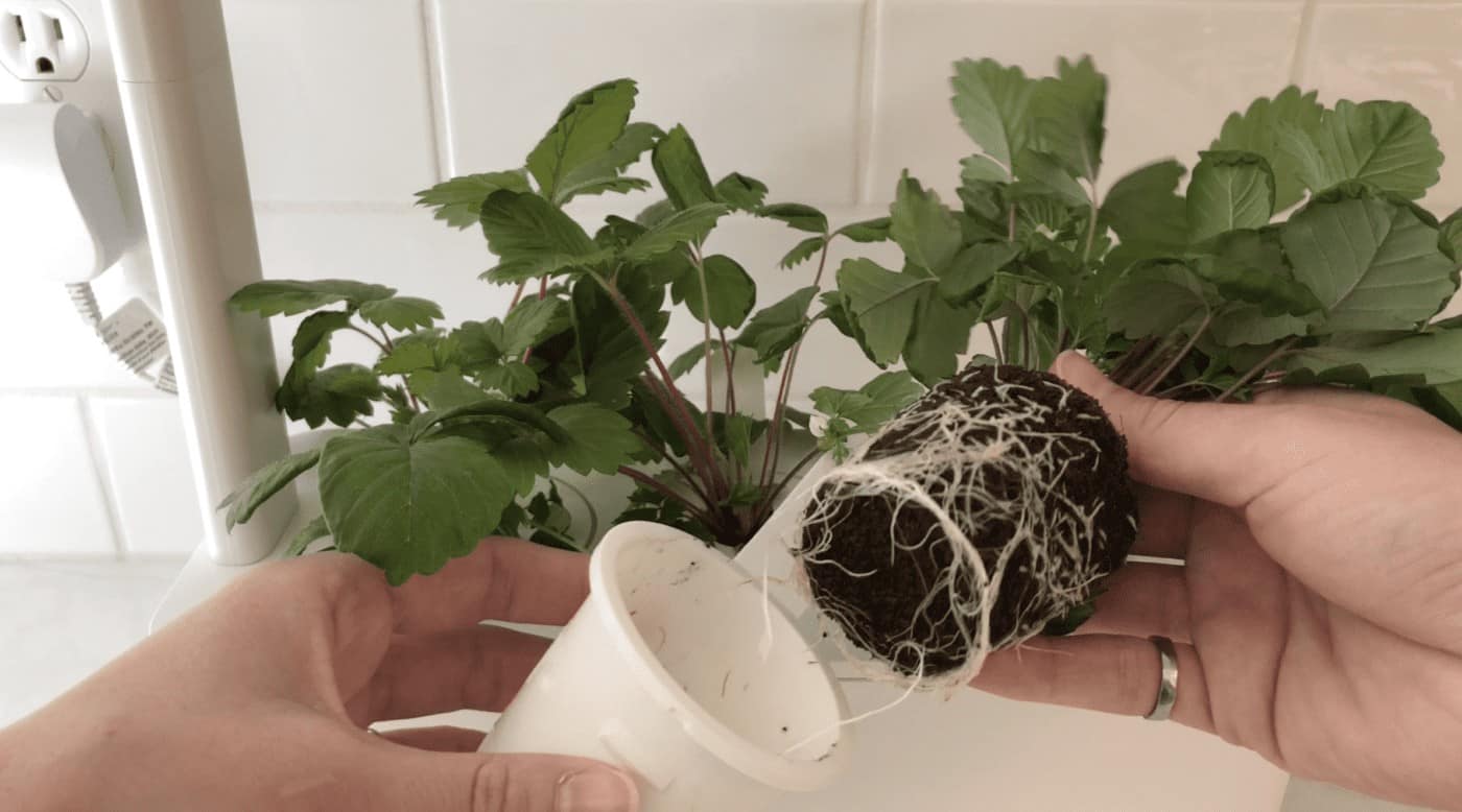 Roots of strawberry plant grown from seed in smart garden