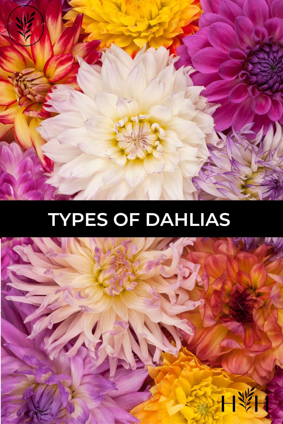 Types of dahlias via @home4theharvest