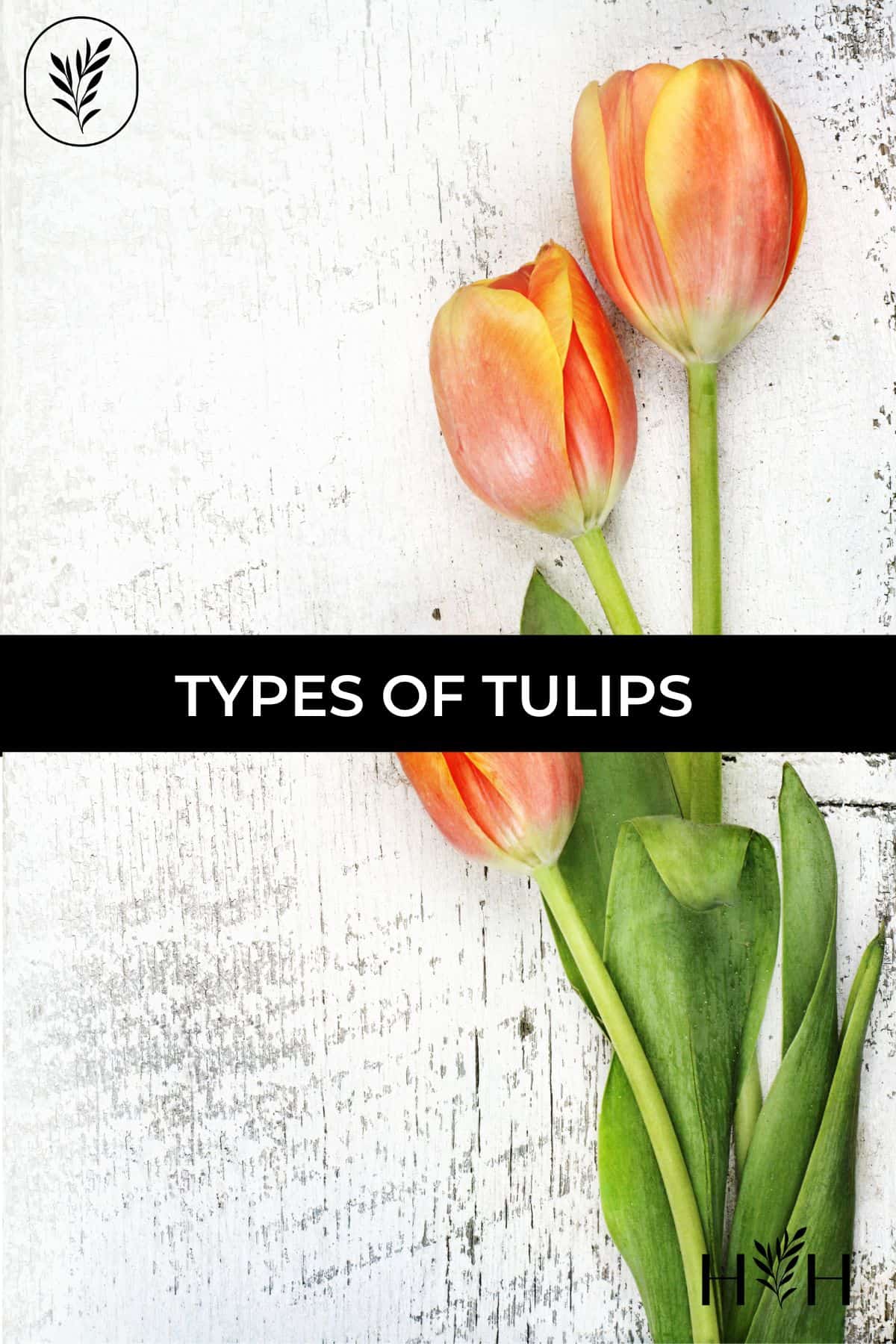 Types of tulips via @home4theharvest