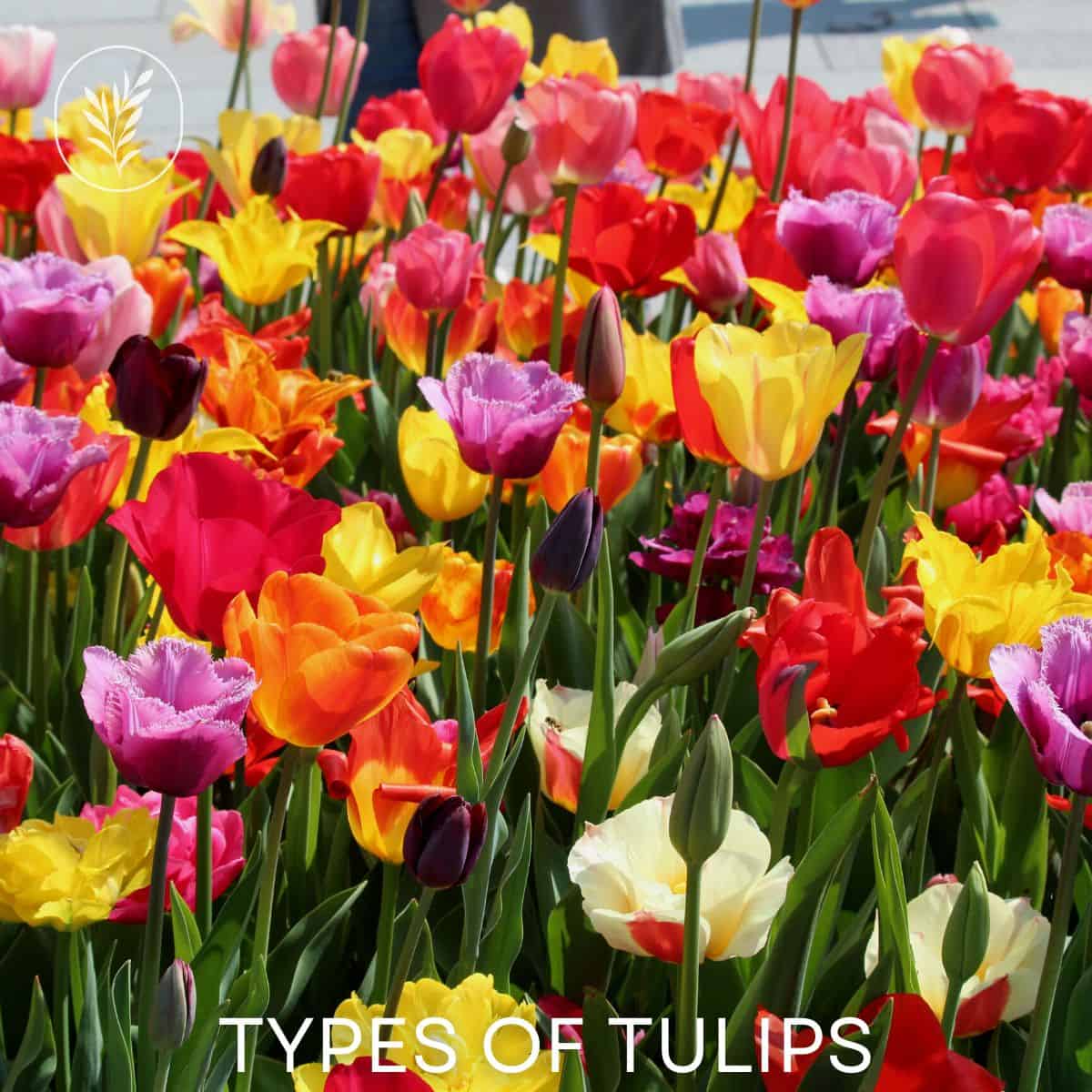 Types of tulips via @home4theharvest