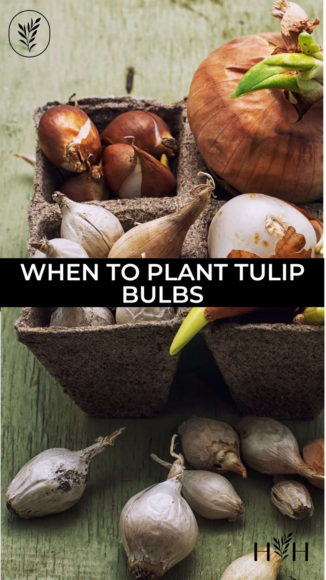 When to plant tulip bulbs via @home4theharvest