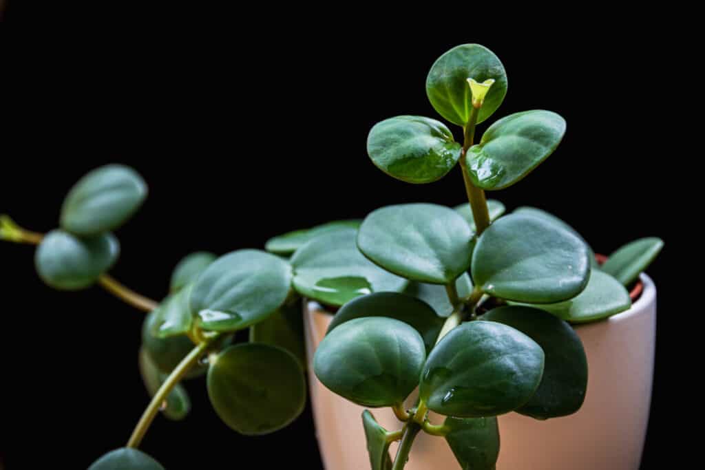 tøffel Partina City Metafor Peperomia Hope plant care and growing guide | Home for the Harvest