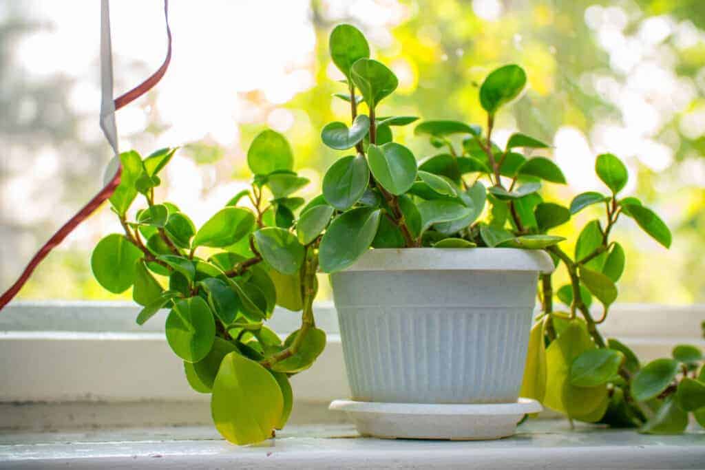 Peperomia hope - houseplant care tips