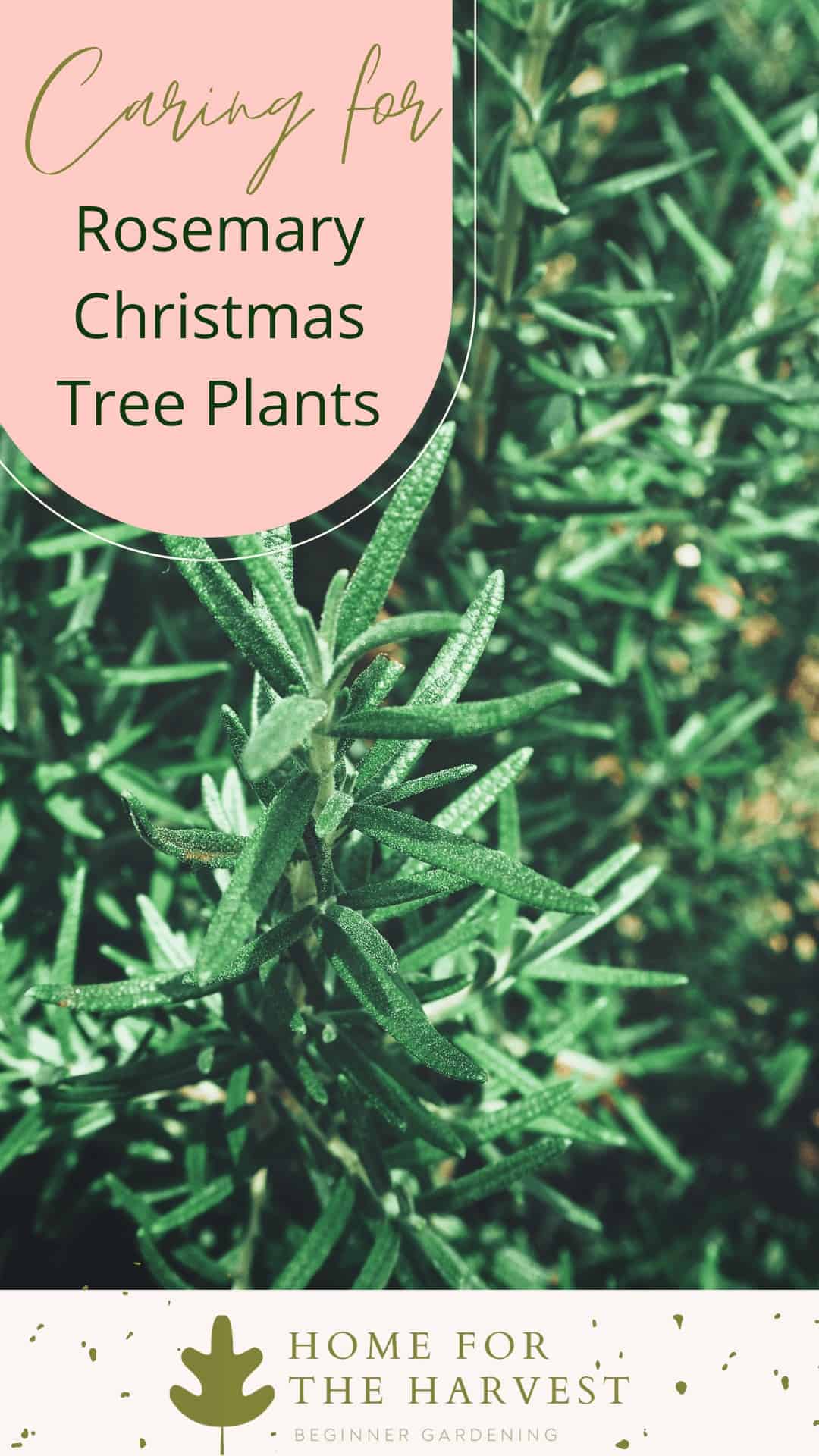 Rosemary christmas trees: plant care tips via @home4theharvest