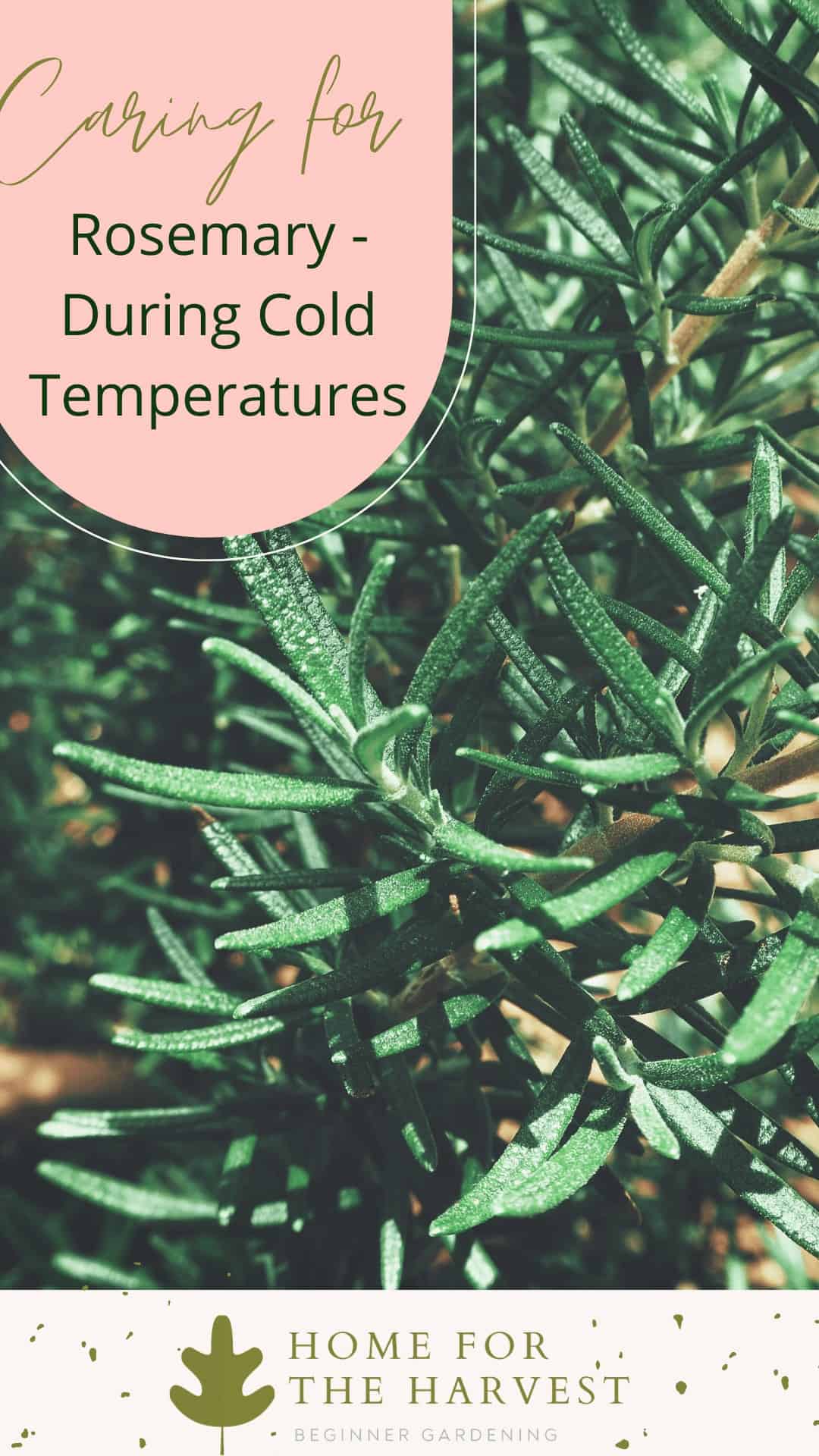Rosemary in winter: plant care during cold temperatures via @home4theharvest